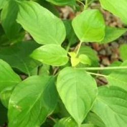 Cornus controversa 'Aurea' 