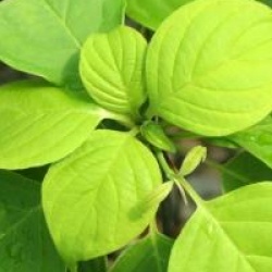 Cornus controversa 'Aurea' 