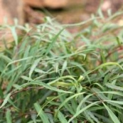 Mahonia eurybracteata 'Soft Caress' � - Mahonia sans �pines Soft Caress