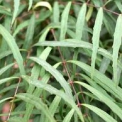 Mahonia eurybracteata 'Soft Caress' �