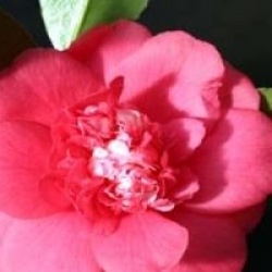 Camellia japonica 'Elegans'