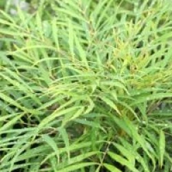 Mahonia eurybracteata 'Soft Caress' �