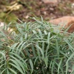 Mahonia eurybracteata 'Soft Caress' �
