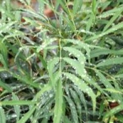 Mahonia eurybracteata 'Sweet Winter' � - Mahonia Sweet Winter