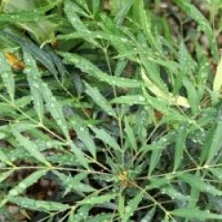 Mahonia eurybracteata 'Sweet Winter' �