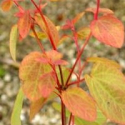 Cercidiphyllum japonicum 'Heronswood Globe'