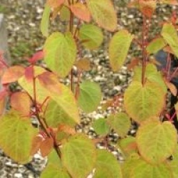 Cercidiphyllum japonicum 'Heronswood Globe'
