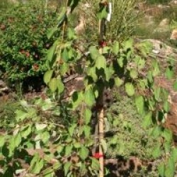 Arbre au caramel Tidal Wave