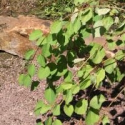 Cercidiphyllum japonicum 'Tidal Wave'