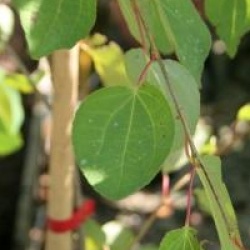Cercidiphyllum japonicum 'Tidal Wave'