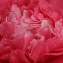 Camellia japonica 'Elegans'