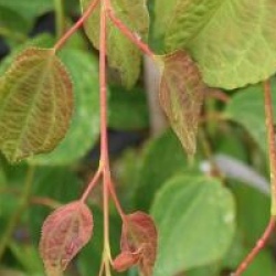 Cercidiphyllum japonicum 'Tidal Wave'