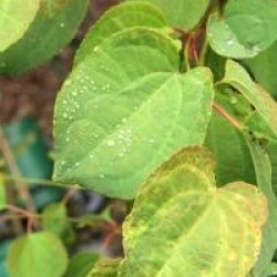 Cercidiphyllum japonicum 'Tidal Wave'