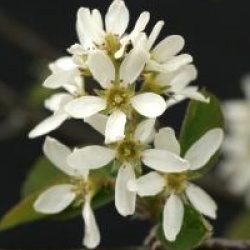 Amelanchier bartramiana 'Eskimo' - Am�lanchier Eskimo