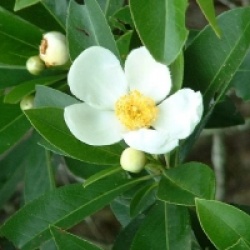 Gordonia lasianthus