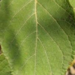 Pterostyrax psilophyllus