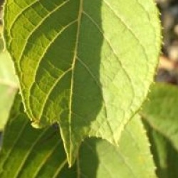 Pterostyrax psilophyllus