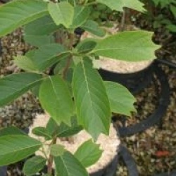 Pterostyrax psilophyllus