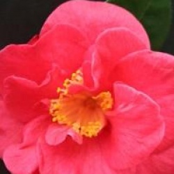 Camellia japonica 'Emperor of Russia' - Cam�lia empereur de Russie