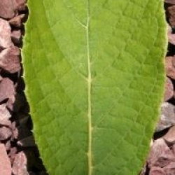 Pterostyrax psilophyllus
