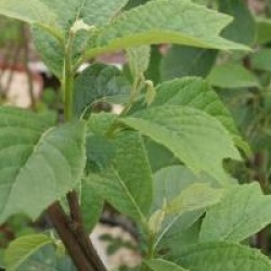 Pterostyrax psilophyllus