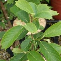 Pterostyrax psilophyllus