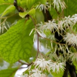 Pterostyrax  de Chine