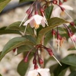 Styrax japonicus 'Pink Snowbell'