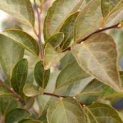 Styrax japonicus 'Pink Snowbell'