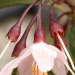 Styrax japonicus 'Pink Snowbell' - Styrax du Japon � fleurs roses