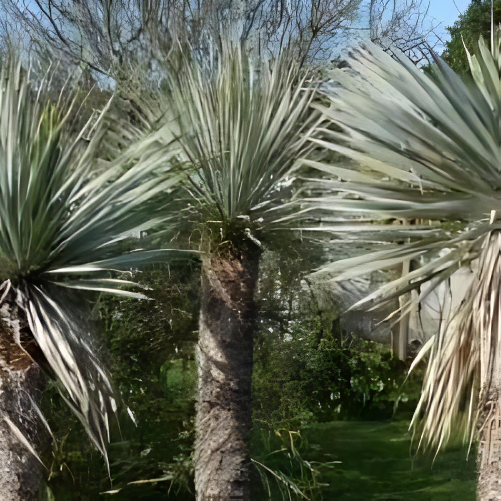 Yucca rostrata  - Yucca rostrata