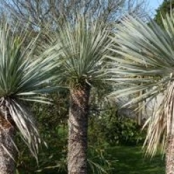 Yucca rostrata  - Yucca rostrata