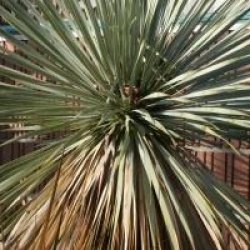 Yucca rostrata 
