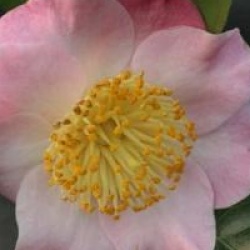 Camellia japonica 'Furo-an'