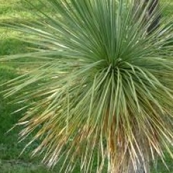 Yucca rostrata 