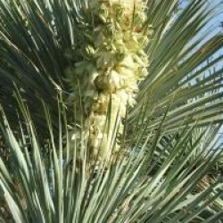 Yucca rostrata 