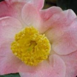 Camellia japonica 'Furo-an'