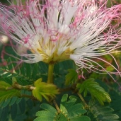 Calliandra surinamensis - Calliandra surinamensis