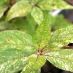 Callicarpa dichotoma 'Shiji Murasaki'