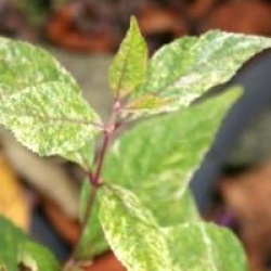 Callicarpa dichotoma 'Shiji Murasaki'