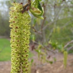 Alnus viridis