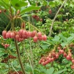 Enkianthus campanulatus 'Red Bells'