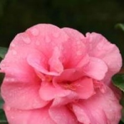 Camellia japonica 'Gloire de Nantes'