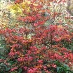 Enkianthus campanulatus 'Red Bells'