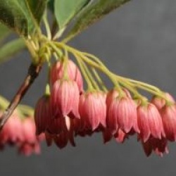 Androm�de campanul�e � fleurs rouges