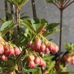 Enkianthus campanulatus 'Red Bells'