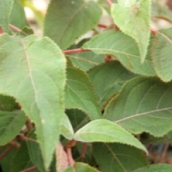 Hydrangea aspera 'Hot Chocolate' � 