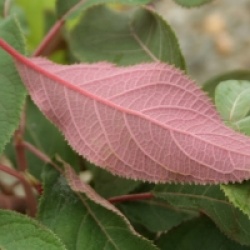 Hydrangea aspera 'Hot Chocolate' �  - Hortensia velour Hot Chocolate