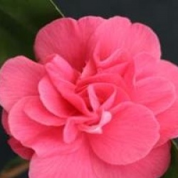 Camellia japonica 'Gloire de Nantes'