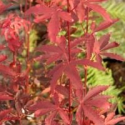 �rable du Japon Skeeter's Broom